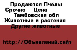 Продаются Пчёлы! Срочно! › Цена ­ 22 000 - Тамбовская обл. Животные и растения » Другие животные   